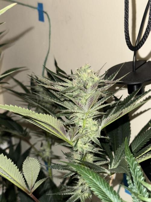 Melonade runtz. Week 9 - Plant #2