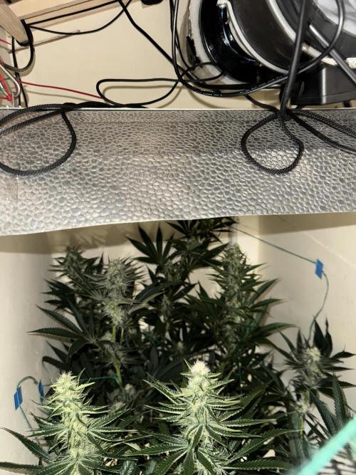 Melonade runtz. Week 9 - Group 