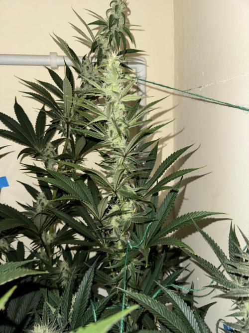 Melonade runtz. Week 9 - Plant #3