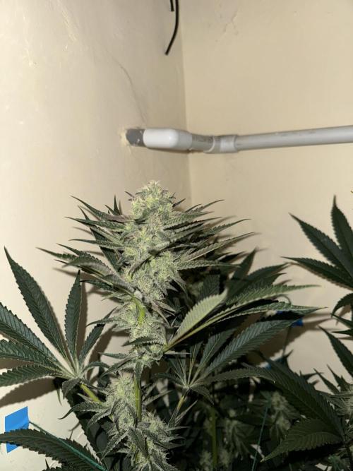 Melonade runtz. Week 9 - Plant #2