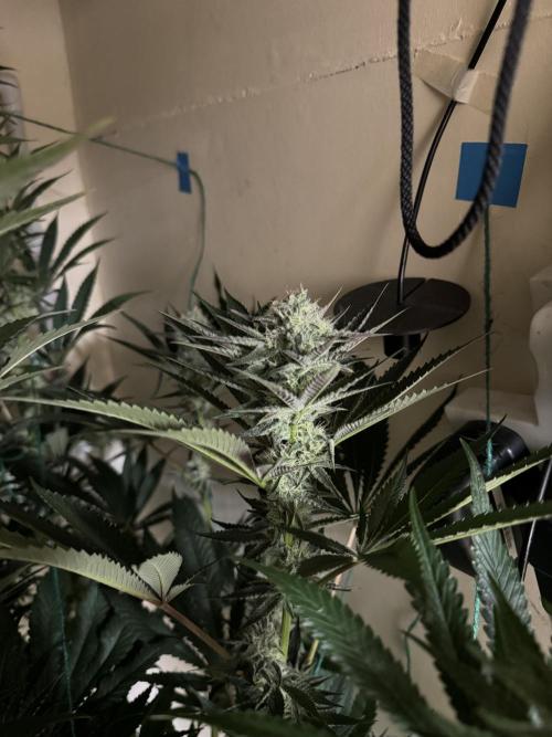 Melonade runtz. Week 9 - Plant #2