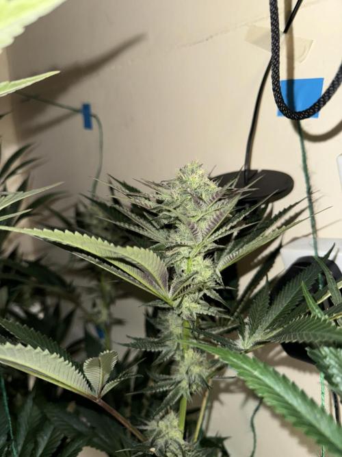 Melonade runtz. Week 9 - Plant #2