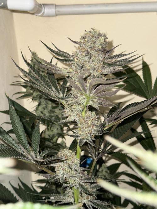 Melonade runtz. Week 10