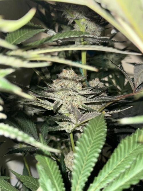 Melonade runtz. Week 10