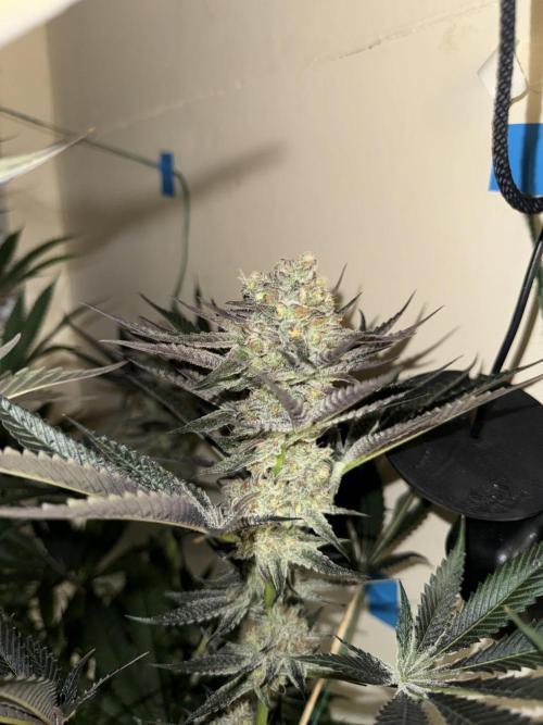 Melonade runtz. Week 10