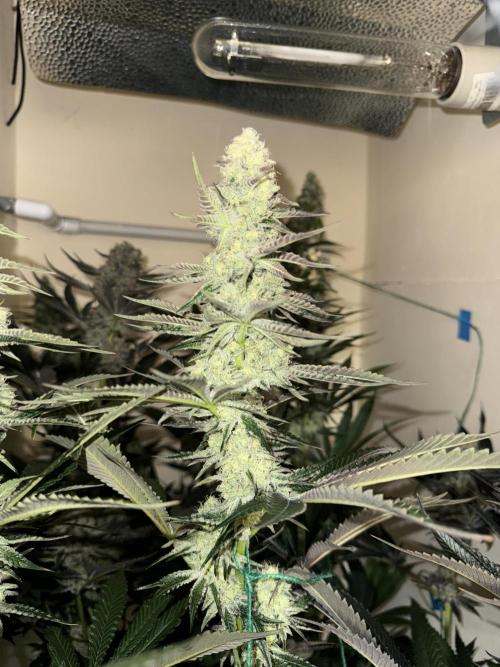 Melonade runtz. Week 10