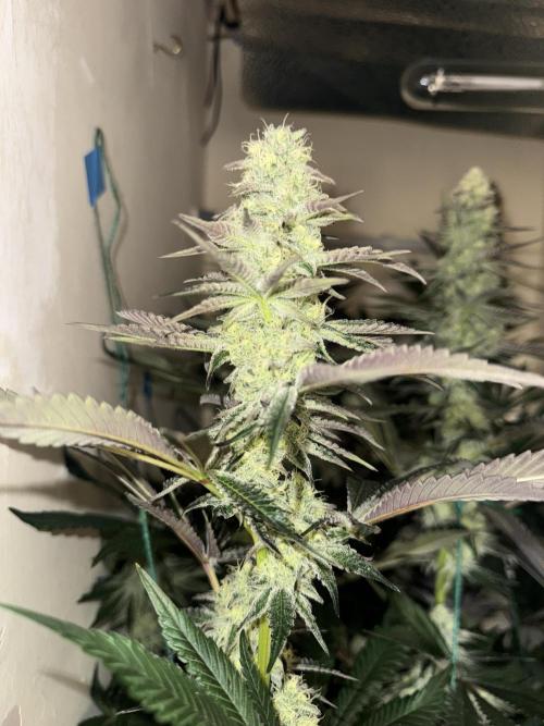 Melonade runtz. Week 10