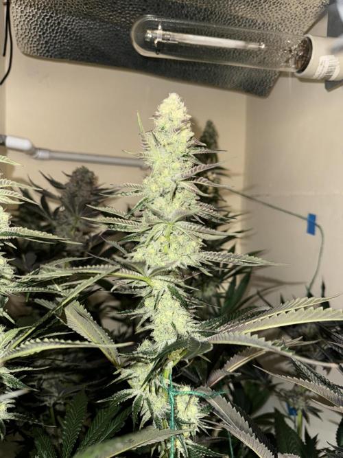 Melonade runtz. Week 10