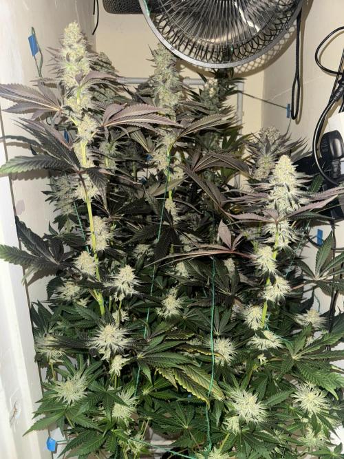 Melonade runtz. Week 11