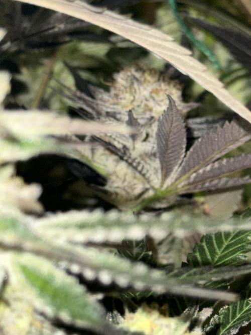 Melonade runtz. Week 11