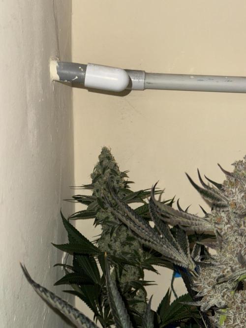 Melonade runtz. Week 11