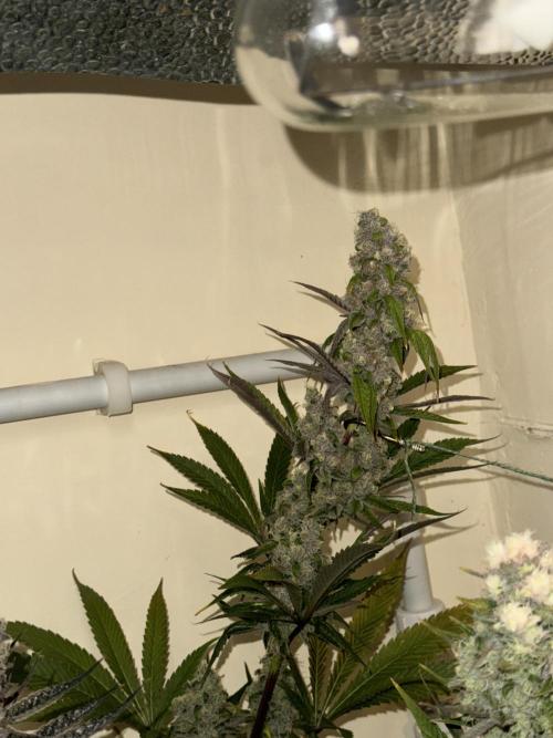 Melonade runtz. Week 11