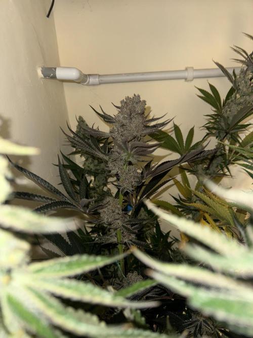 Melonade runtz. Week 11