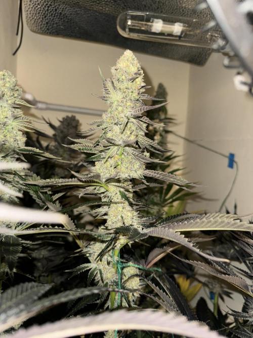 Melonade runtz. Week 11