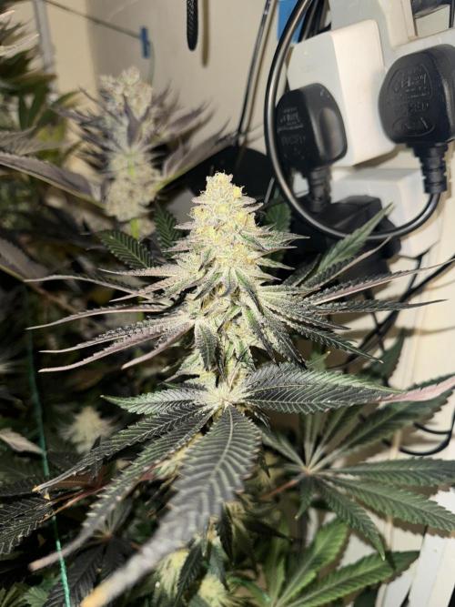 Melonade runtz. Week 11