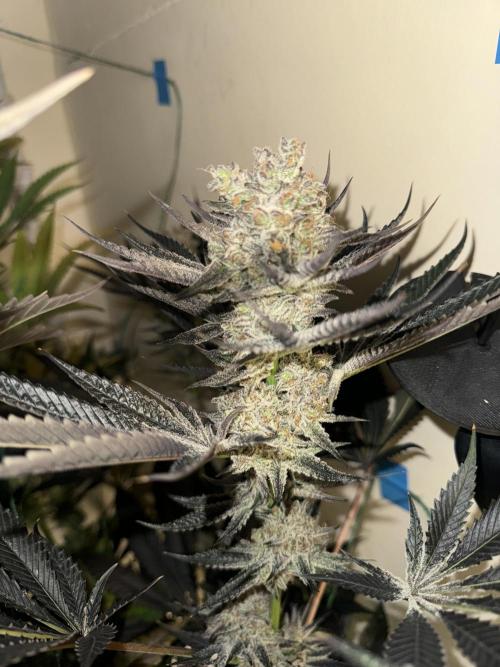 Melonade runtz. Week 11