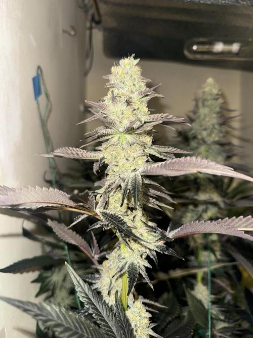 Melonade runtz. Week 11