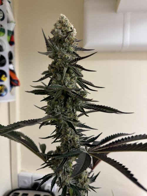 Melonade runtz. Week 12