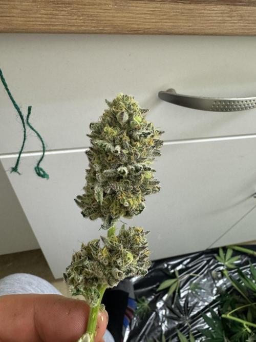 Melonade runtz. Week 12