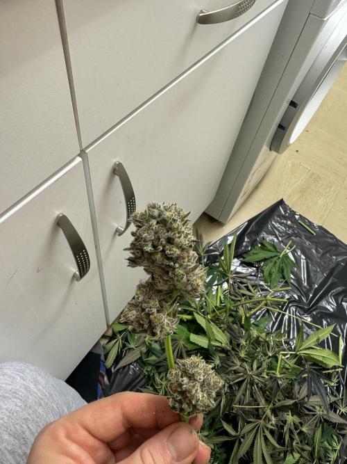 Melonade runtz. Week 12