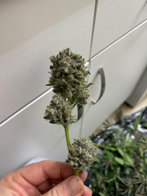 Melonade runtz. Week 12