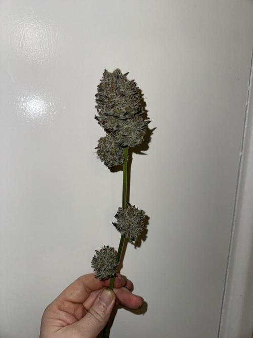 Melonade runtz. Week 12