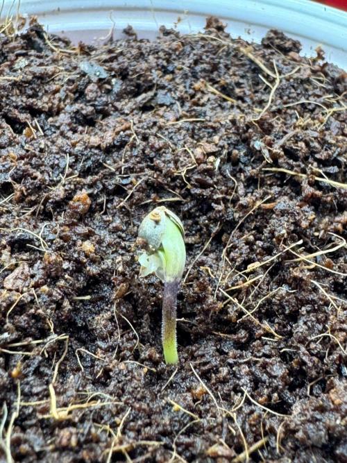 Exodus fumes. Week 0