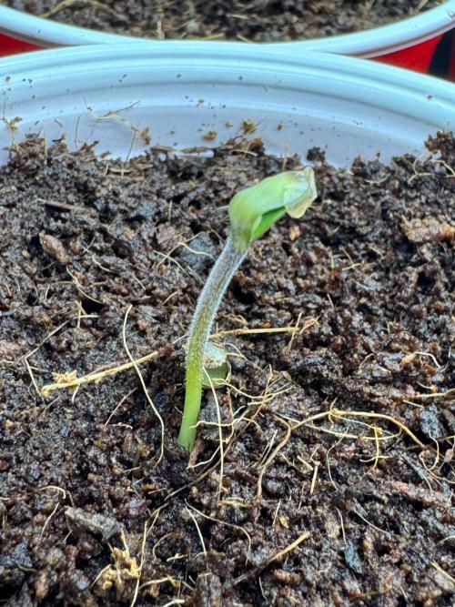 Exodus fumes. Week 0