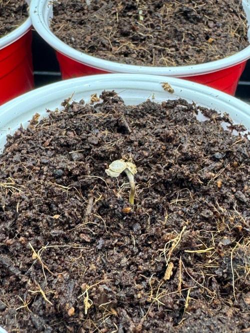 Exodus fumes. Week 0