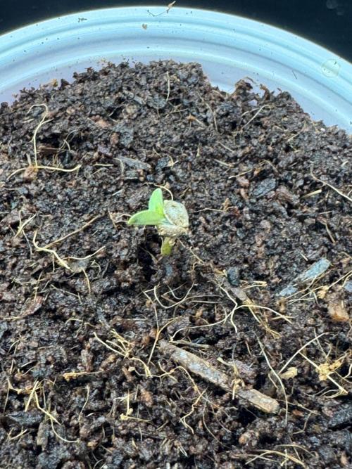 Exodus fumes. Week 0