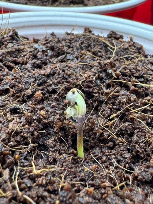Exodus fumes. Week 0