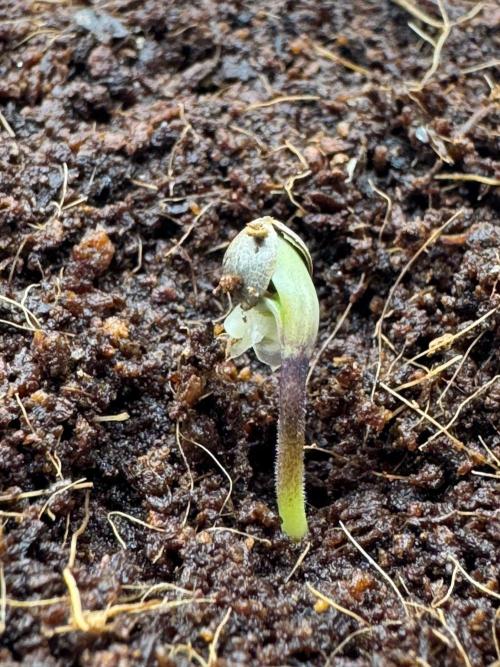 Exodus fumes. Week 0