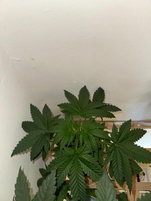 Exodus fumes. Week 4