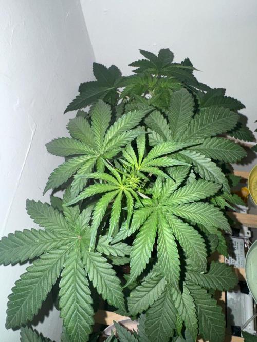 Exodus fumes. Week 4