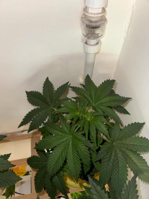 Exodus fumes. Week 4