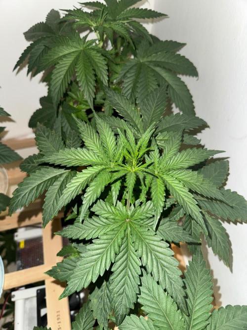 Exodus fumes. Week 4