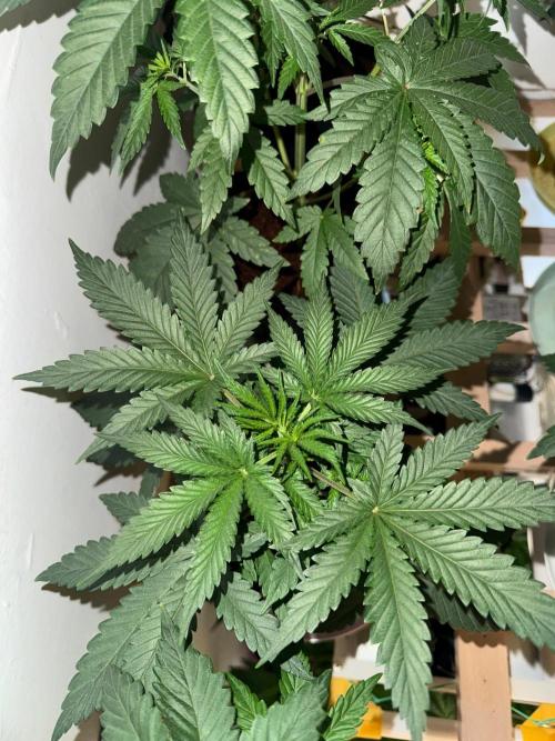 Exodus fumes. Week 4