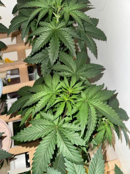 Exodus fumes. Week 4
