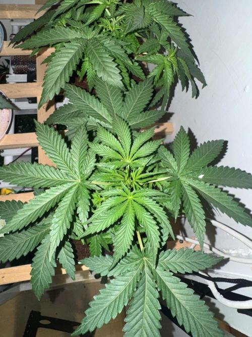 Exodus fumes. Week 4