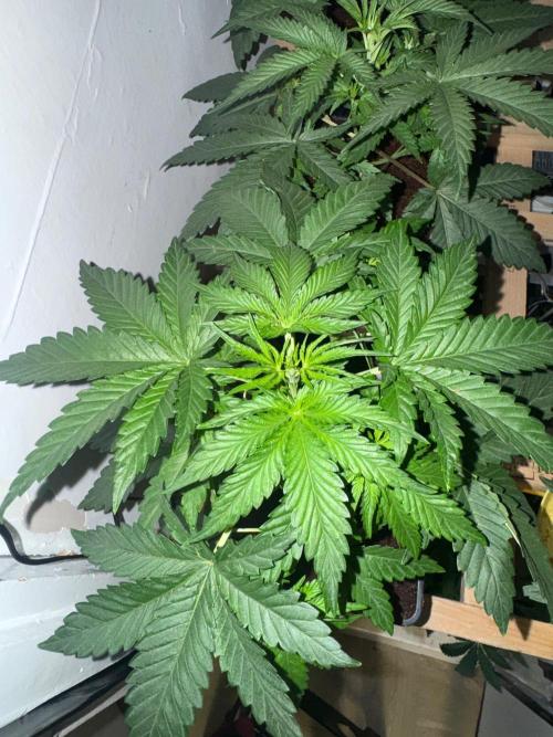 Exodus fumes. Week 4