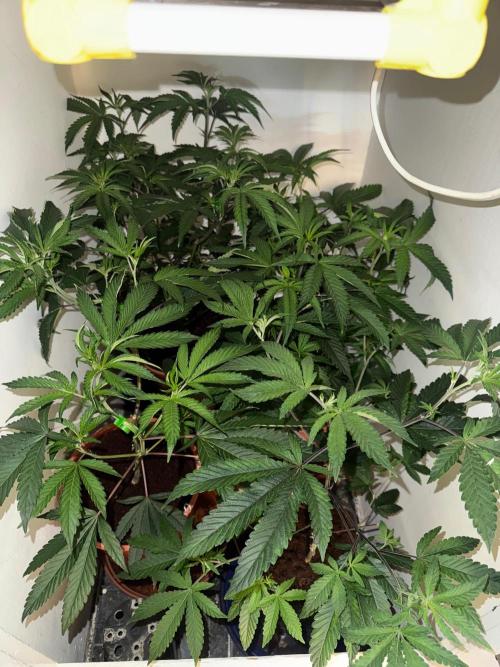 Exodus fumes. Week 4