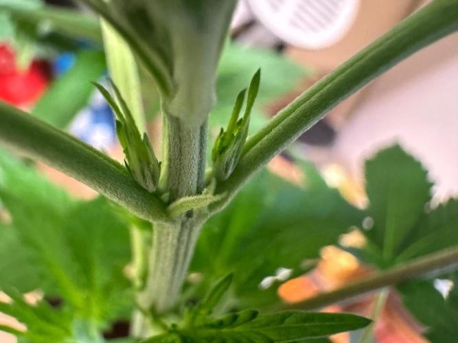 Exodus fumes. Week 4