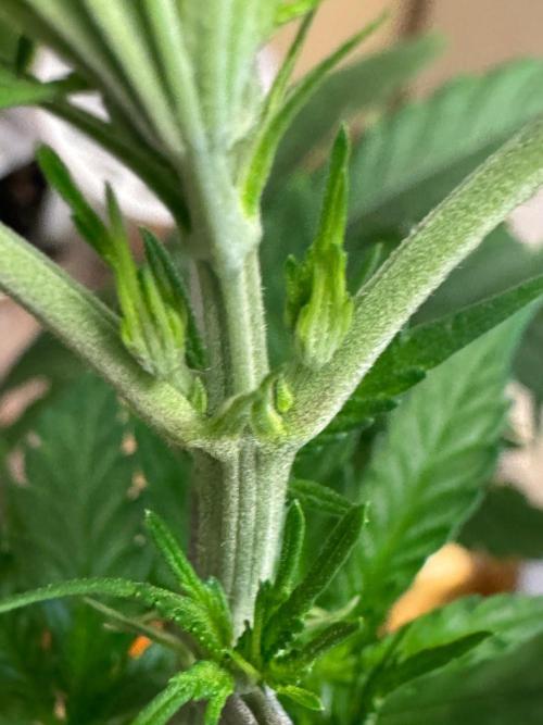 Exodus fumes. Week 4