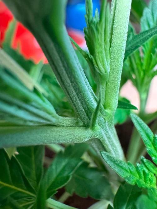 Exodus fumes. Week 4