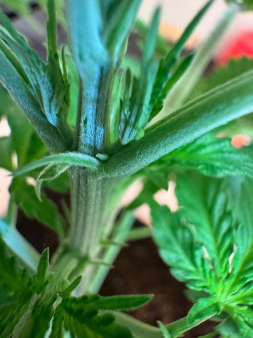 Exodus fumes. Week 4