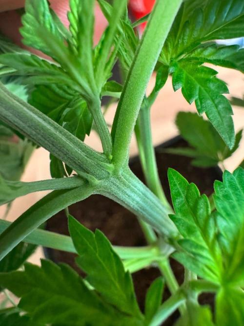 Exodus fumes. Week 4