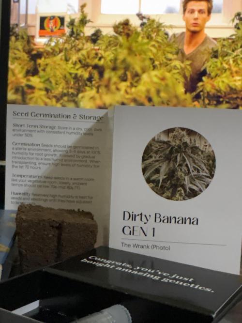 I'm back xxx Dirty Banana G1. Week 0 - Pack