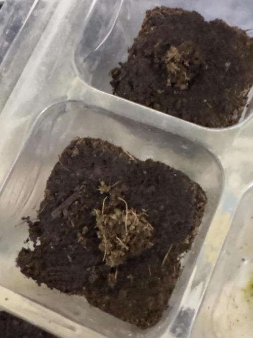 I'm back xxx Dirty Banana G1. Week 0 - EazyPlug