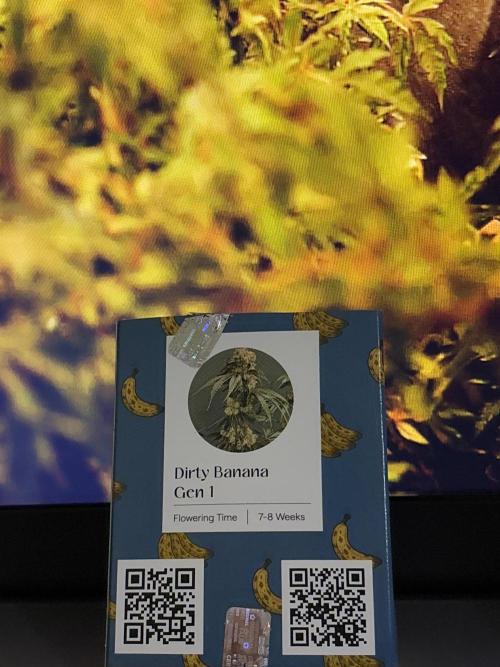 I'm back xxx Dirty Banana G1. Week 0 - Weeds