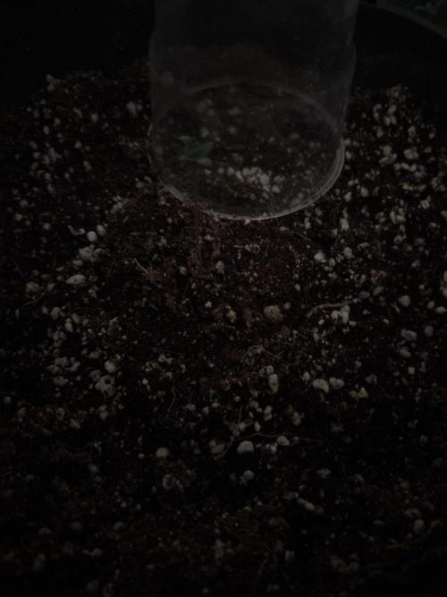 I'm back xxx Dirty Banana G1. Week 1 - 🥦